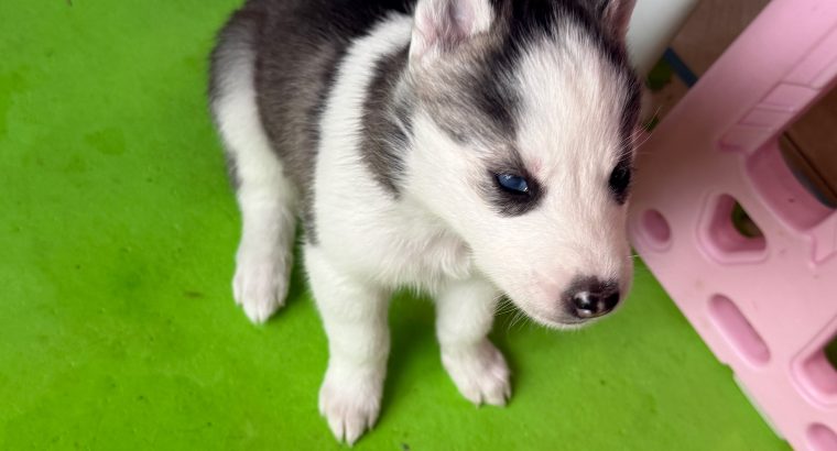 Siberian Husky Puppy