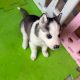 Siberian Husky Puppy