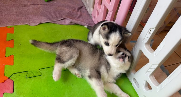 Siberian Husky Puppy