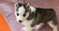 Siberian Husky Puppy