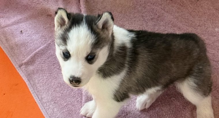 Siberian Husky Puppy