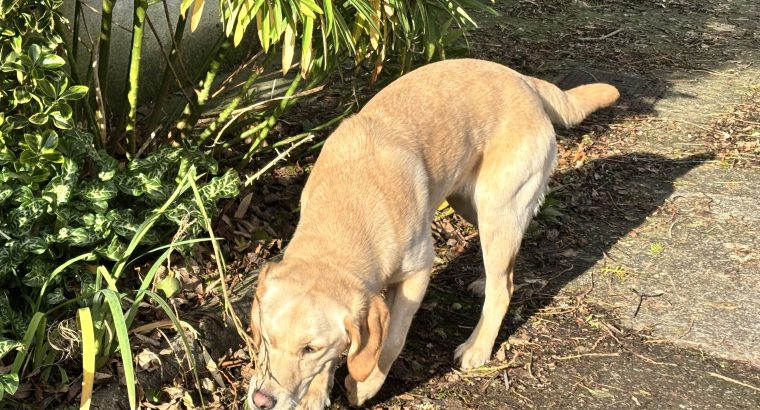 Labrador Retriever