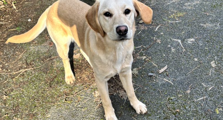 Labrador Retriever