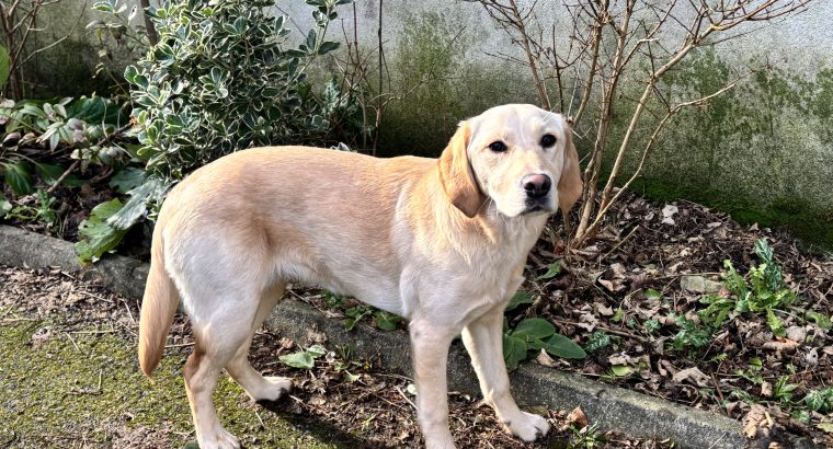 Labrador Retriever