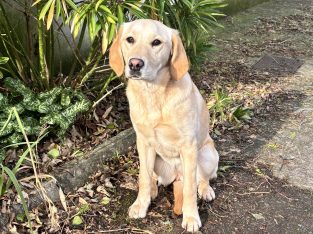 Labrador Retriever