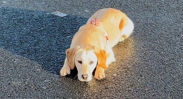 Labrador Retriever