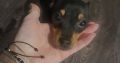 Russian Toy Terrier puppy female with all