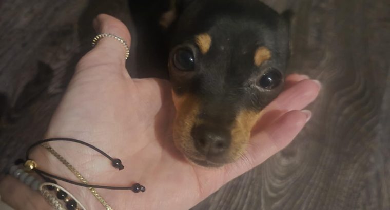 Russian Toy Terrier puppy female with all