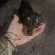 Russian Toy Terrier puppy female with all