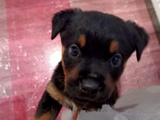 Gorgeous Rottweiler pups