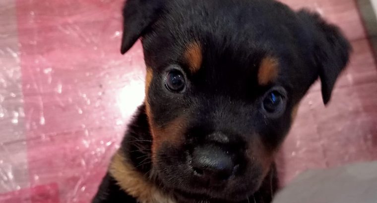 Gorgeous Rottweiler pups