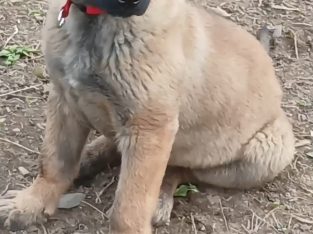 Belgian malinlis x working gsd