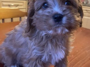 Beautiful Cavachon Puppies