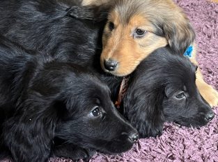 Cocker spaniel X rough collie (lassie )