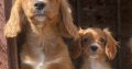 Cavachon Puppies for Sale in Westmeath