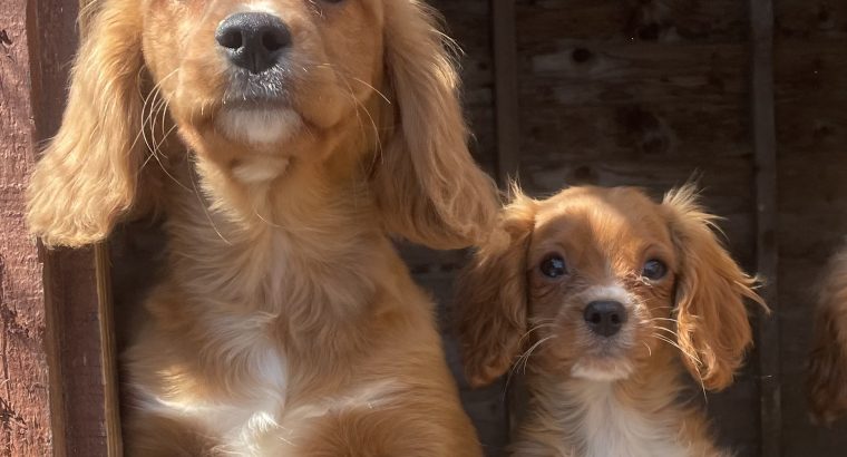 Cavachon Puppies for Sale in Westmeath