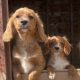 Cavachon Puppies for Sale in Westmeath