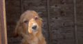 Cavachon Puppies for Sale in Westmeath
