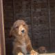 Cavachon Puppies for Sale in Westmeath