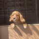 Cavachon Puppies for Sale in Westmeath