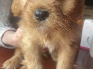 Cavachon Puppies for Sale in Westmeath