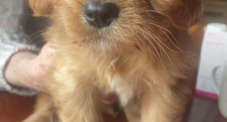 Cavachon Puppies for Sale in Westmeath