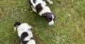 Springer spaniel pups for sale