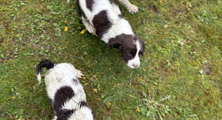 Springer spaniel pups for sale