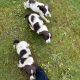 Springer spaniel pups for sale