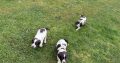 Springer spaniel pups for sale