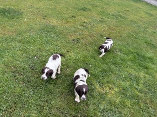 Springer spaniel pups for sale