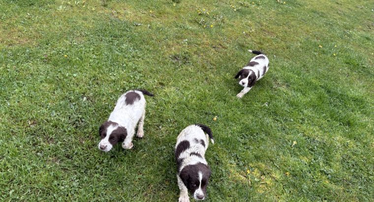 Springer spaniel pups for sale