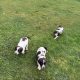 Springer spaniel pups for sale