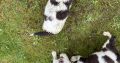 Springer spaniel pups for sale