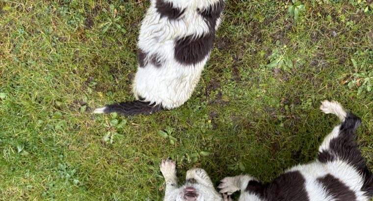 Springer spaniel pups for sale