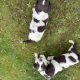 Springer spaniel pups for sale