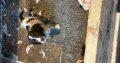 Springer spaniel pups for sale