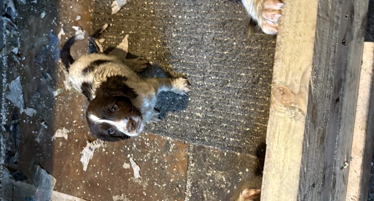 Springer spaniel pups for sale