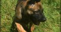 beautiful and unique puppies belgian malinois