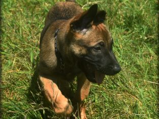 beautiful and unique puppies belgian malinois
