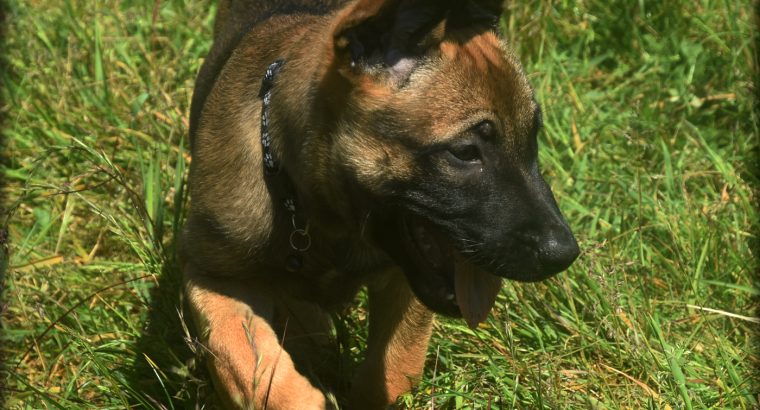 beautiful and unique puppies belgian malinois