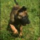 beautiful and unique puppies belgian malinois