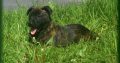beautiful and unique puppies belgian malinois
