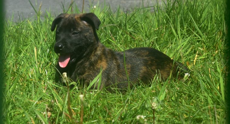 beautiful and unique puppies belgian malinois