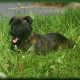 beautiful and unique puppies belgian malinois