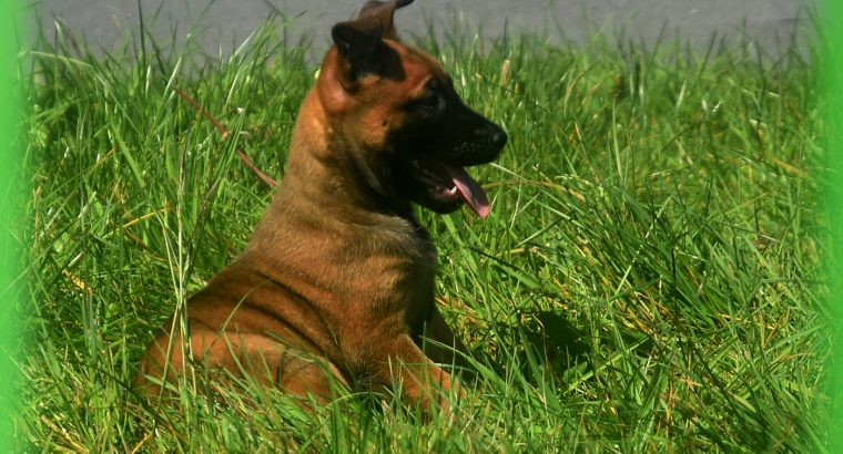 beautiful and unique puppies belgian malinois
