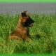 beautiful and unique puppies belgian malinois