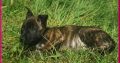beautiful and unique puppies belgian malinois