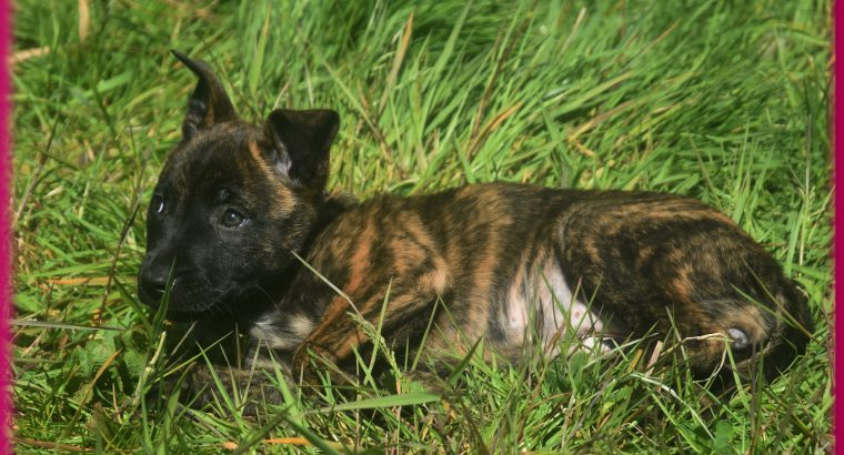 beautiful and unique puppies belgian malinois