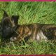 beautiful and unique puppies belgian malinois